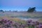 Pink flowering heather during misty early morning