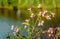 Pink flowering Himalayan Balsam plant on the waterfront