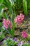 Pink flowering hyacinth (Hyacinthus orientalis) in a flowerbed.
