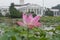 Pink Flowering Lotus at Bogor Palace