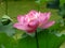 Pink flowering Lotus or Nelumbo nucifera