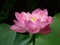 Pink flowering Lotus or Nelumbo nucifera