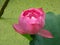 Pink flowering Lotus or Nelumbo nucifera
