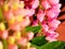 Pink Flowering Lupinus - Fabaceae Family II