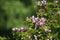 Pink flowering magnolia bush