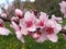 Pink Flowering Peach Tree in Springtime