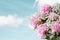 Pink Flowering Peonies and Babys Breath Flowers Against a Beautiful Sky