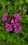 pink flowering phlox among green grass in a flower bed