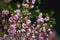 Pink flowering Prunus triloba in garden in spring