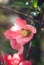 Pink Flowering Quince Bloom