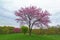 Pink Flowering Redbud Tree