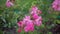 Pink flowering rosehip Bush in a flower bed in the garden