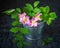 Pink flowering rosehip in a tin bucket on a black background