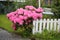 Pink flowering shrub