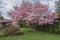 Pink flowering tree and garden Oregon