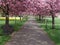 Pink flowering tree lined path