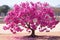 a pink flowering tree in the middle of the desert