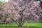 Pink flowering tree at the Morton Arboretum in Lisle, Illinois.
