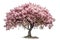 Pink flowering tree on a white background. Generative ai