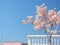 a pink flowering tree is on a white fence with a blue sky in the background