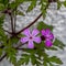 Pink flowering weed in the garden