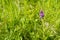 Pink flowering Western Marsh Orchid