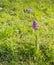 Pink flowering Western Marsh Orchid