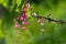 Pink flowers