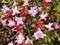 Pink flowers Abelia grandiflora on a bush