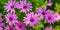 Pink flowers - African daisies Osteospermum  in garden