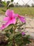 Pink flowers in the afternoon near the green field