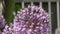 Pink flowers of Allium Giganteum on a fence in summer,