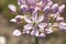 Pink flowers of Allium nigrum plant