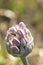 Pink flowers of Allium nigrum plant