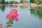 Pink flowers amongst the Lake