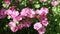 Pink flowers of annual lavatera sway in breeze on summer day.