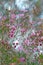 Pink flowers of the Australian native Geraldton Wax, Chamelaucium uncinatum