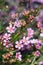 Pink flowers of Australian native Geraldton Wax, Chamelaucium uncinatum