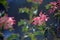 Pink flowers of Australian native Grevillea insignis