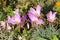 Pink flowers of autumn crocus or Colchicum speciosum