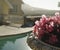 Pink flowers on the background of the pool and houses, South Africa, selective focus