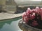 Pink flowers on the background of the pool and houses, South Africa, selective focus