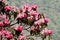 Pink flowers of beautiful Rhododendron blossom,Himalaya,Nepal,Everest region