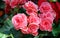 Pink flowers of the Begonia