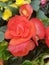 Pink flowers of a begonia plant