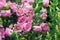 Pink flowers bell dot. The variety Campanula punctata