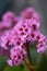 Pink flowers of a Bergenia