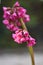 Pink flowers of a Bergenia