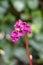 Pink flowers of a Bergenia