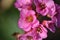 Pink flowers of a Bergenia